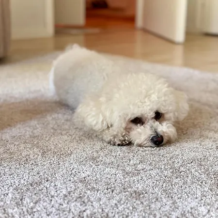 Cozy Flat Next To Tram And Bus Stations 公寓 *